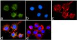 CD44 Antibody in Immunocytochemistry (ICC/IF)