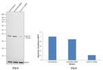 Cyclin D1 Antibody