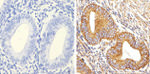 Alpha-Smooth Muscle Actin Antibody in Immunohistochemistry (Paraffin) (IHC (P))