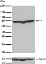 c-Kit Antibody in Western Blot (WB)