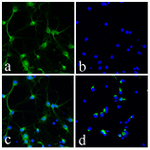 Synaptophysin Antibody in Immunocytochemistry (ICC/IF)