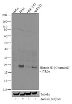 Histone H3 Antibody in Western Blot (WB)