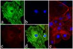 Troponin I Antibody in Immunocytochemistry (ICC/IF)