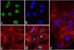 Nkx2.5 Antibody in Immunocytochemistry (ICC/IF)