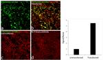 DYKDDDDK Tag Antibody in Immunocytochemistry (ICC/IF)