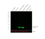 DYKDDDDK Tag Antibody in Western Blot (WB)