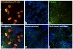 DYKDDDDK Tag Antibody in Immunocytochemistry (ICC/IF)