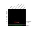 DYKDDDDK Tag Antibody in Western Blot (WB)