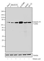 Connexin 36 Antibody