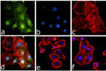 Phospho-IKK alpha/beta (Ser176, Ser180) Antibody in Immunocytochemistry (ICC/IF)