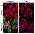 Phospho-IKK alpha/beta (Ser176, Ser180) Antibody in Immunocytochemistry (ICC/IF)