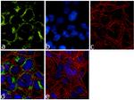 Huntingtin Antibody in Immunocytochemistry (ICC/IF)