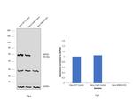 SMAD4 Antibody in Western Blot (WB)