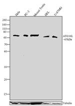 ATG16L1 Antibody in Western Blot (WB)