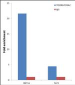 FOXA2 Antibody in ChIP Assay (ChIP)