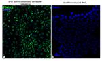 FOXA2 Antibody in Immunocytochemistry (ICC/IF)