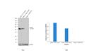 FOXA2 Antibody in Western Blot (WB)