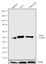 FOXA2 Antibody in Western Blot (WB)