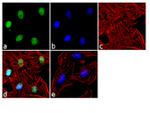 JunB Antibody in Immunocytochemistry (ICC/IF)