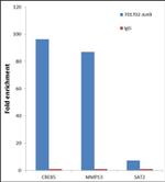 JunB Antibody in ChIP Assay (ChIP)