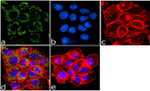 Phospho-EGFR (Tyr1086) Antibody in Immunocytochemistry (ICC/IF)