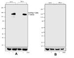 Phospho-EGFR (Tyr1086) Antibody in Western Blot (WB)