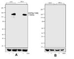 Phospho-EGFR (Tyr1086) Antibody