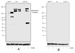 Phospho-IRS1 (Ser616) Antibody in Western Blot (WB)