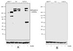 Phospho-IRS1 (Ser616) Antibody