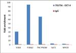 OCT4 Antibody