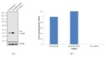 OCT4 Antibody