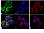 Phospho-c-Met (Tyr1349) Antibody