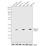 H3K4me1 Antibody in Western Blot (WB)