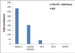 H3K79me2 Antibody in ChIP Assay (ChIP)