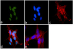 H3K9me1 Antibody in Immunocytochemistry (ICC/IF)