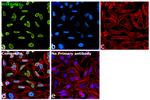 H3K9me2 Antibody in Immunocytochemistry (ICC/IF)