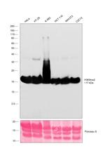 H3K9me2 Antibody in Western Blot (WB)