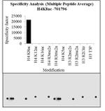 H4K8ac Antibody