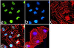 H4K12ac Antibody in Immunocytochemistry (ICC/IF)