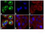 Phospho-CDK1 (Thr14, Tyr15) Antibody in Immunocytochemistry (ICC/IF)