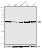 Cyclin E2 Antibody in Western Blot (WB)