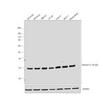 Syntaxin 6 Antibody in Western Blot (WB)