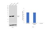 Syntaxin 6 Antibody in Western Blot (WB)