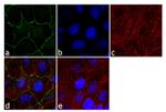 ZO-3 Antibody in Immunocytochemistry (ICC/IF)