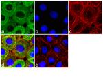 Kindlin Antibody in Immunocytochemistry (ICC/IF)