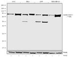 Kindlin Antibody in Western Blot (WB)