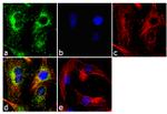 WNT2B Antibody in Immunocytochemistry (ICC/IF)