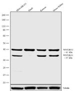 WNT2B Antibody in Western Blot (WB)