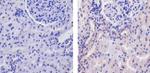 WNT2B Antibody in Immunohistochemistry (Paraffin) (IHC (P))