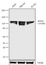 RNF20 Antibody in Western Blot (WB)